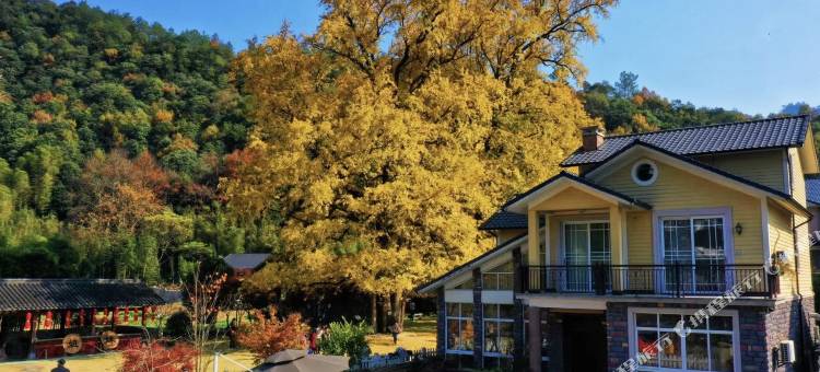 杭州银杏民宿图片