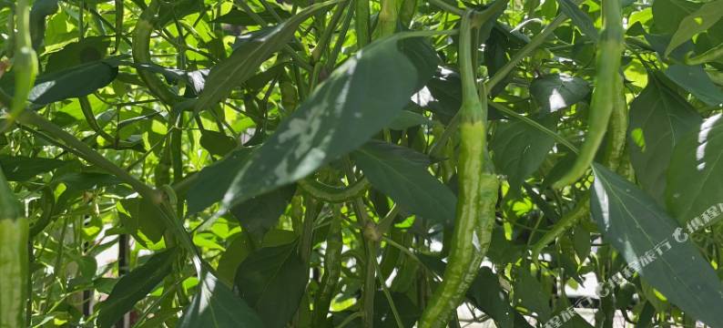 闲云野筑(恩施大峡谷云龙地缝店)图片