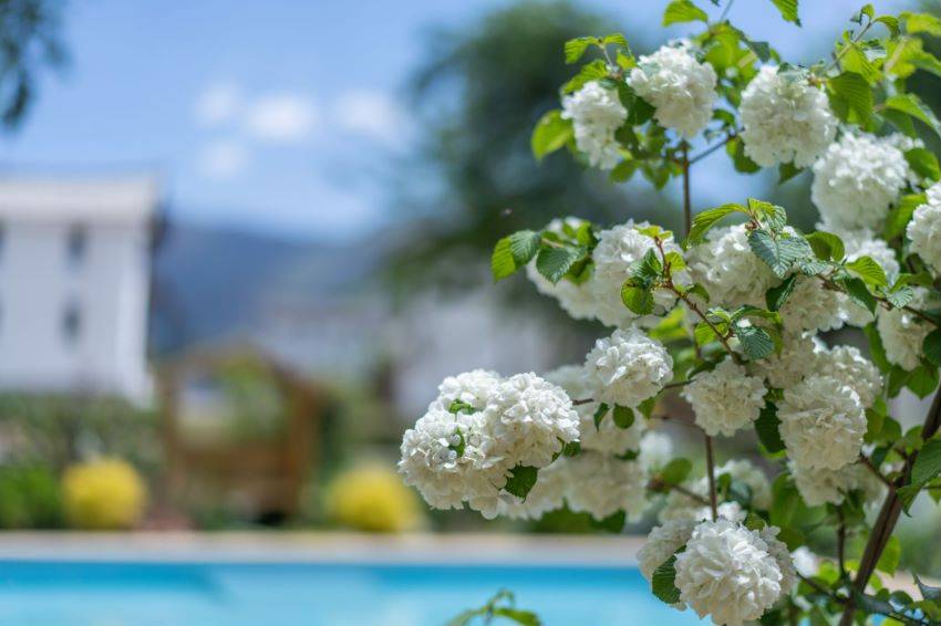 与君观山·静谧花园观雪山美宿(白沙古镇店)图片