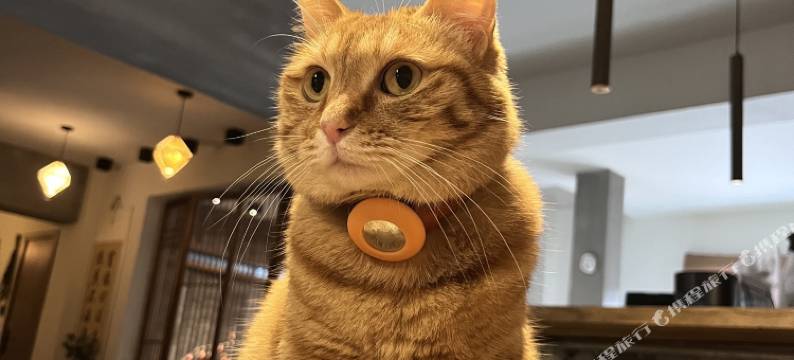 居易·喵居｜There’s a Cat·新中式喵喵美宿(西安城墙钟鼓楼店)图片