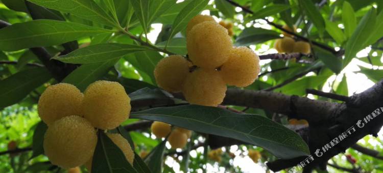 竹里山居·私房菜·民宿(树山店)图片