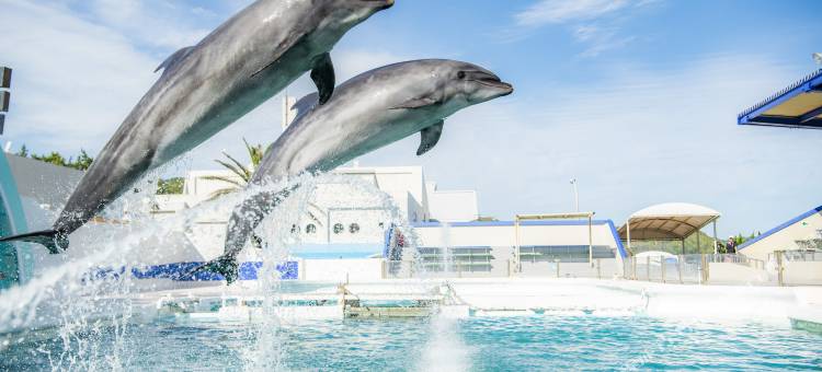 鸭川龟之井酒店(Kamenoi Hotel Kamogawa)图片