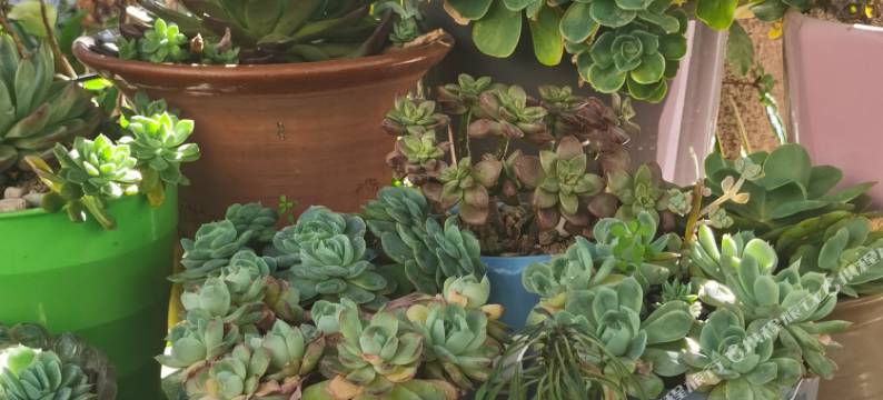 龙溪酒店(巍山古城店)图片