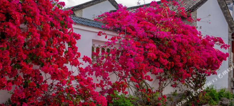 大理风回雅院民宿(龙龛码头店)图片