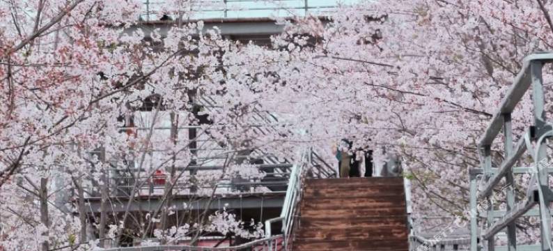 红枫生态园(贵安樱花园店)图片