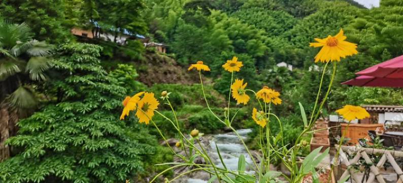 平江古枫迎山庄图片