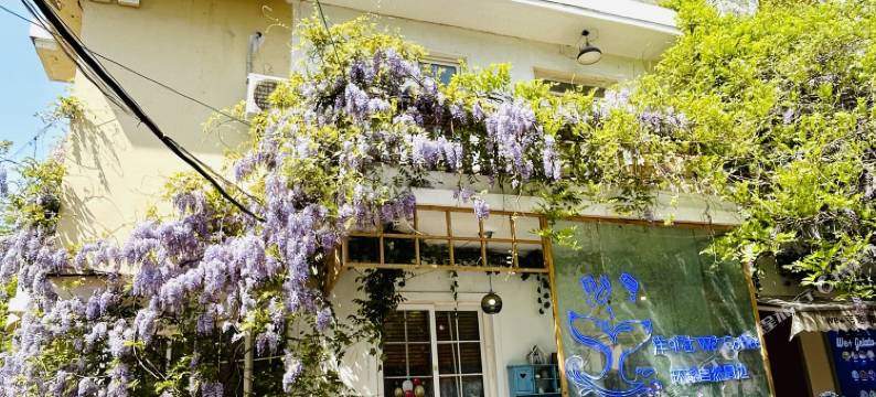 青岛韦迦咖啡青年旅舍图片