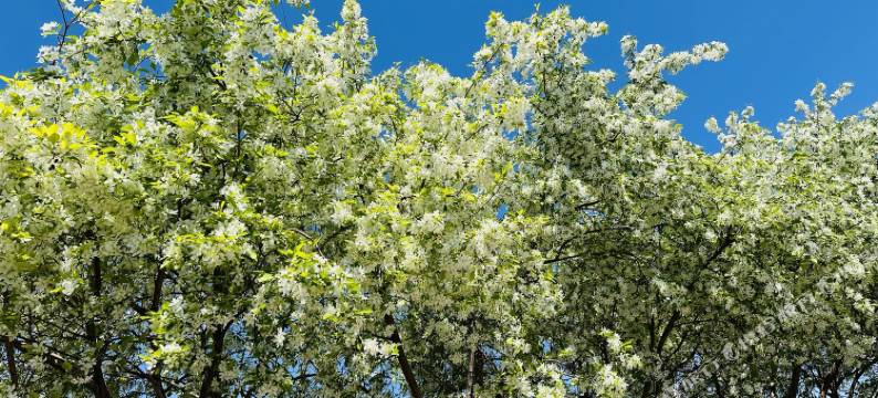 嘉耀·寂野花园(额尔古纳迎春街店)图片
