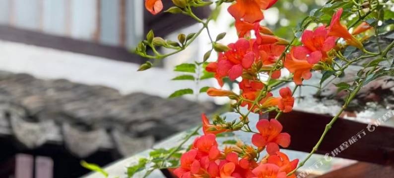 周庄隐江南徐家民宿图片