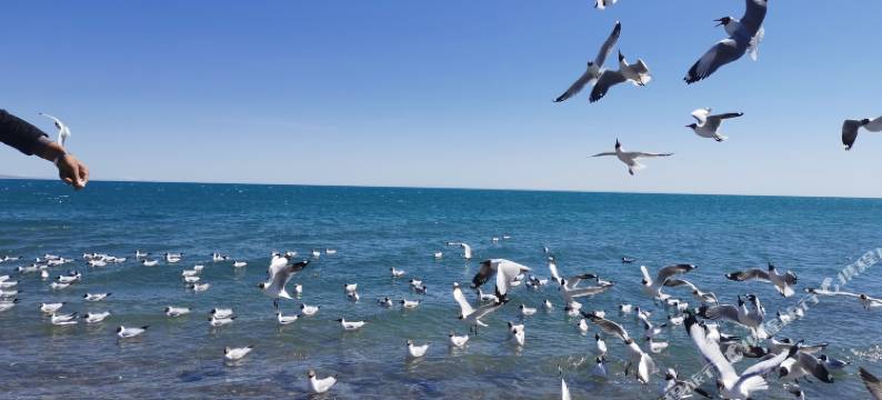 青海湖相约驿站图片