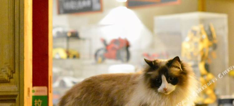 巍山古城凡尘小院民宿图片