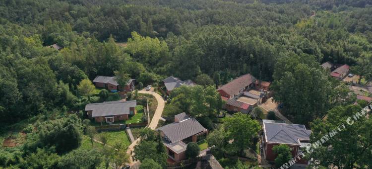 自在小院柿子图片