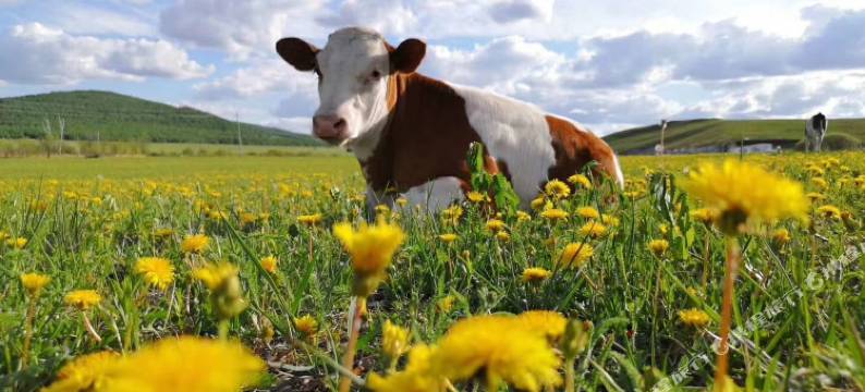 大勇旅游之家(额尔古纳室韦镇临江店)图片