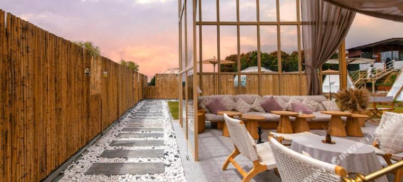 Stellar 金山金马伦(Stellar GoldenHill Cameron)图片