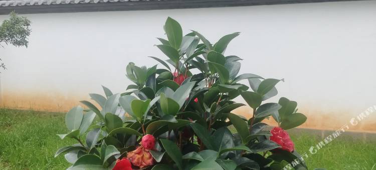 洋洋民宿(三义国际机场店)图片