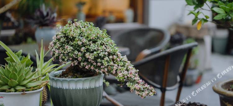 缙云望峰民宿(仙都景区店)图片