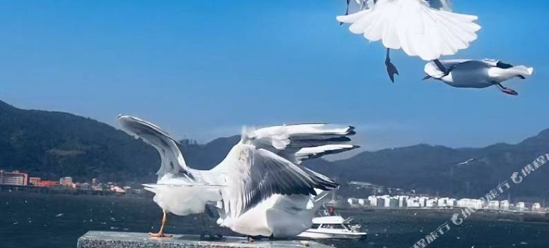 大理莯晨苑客栈(大理古城南门店)图片