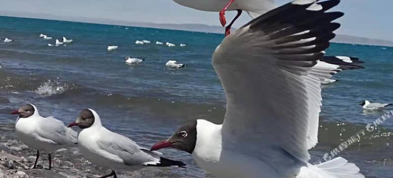 青海湖相约驿站图片