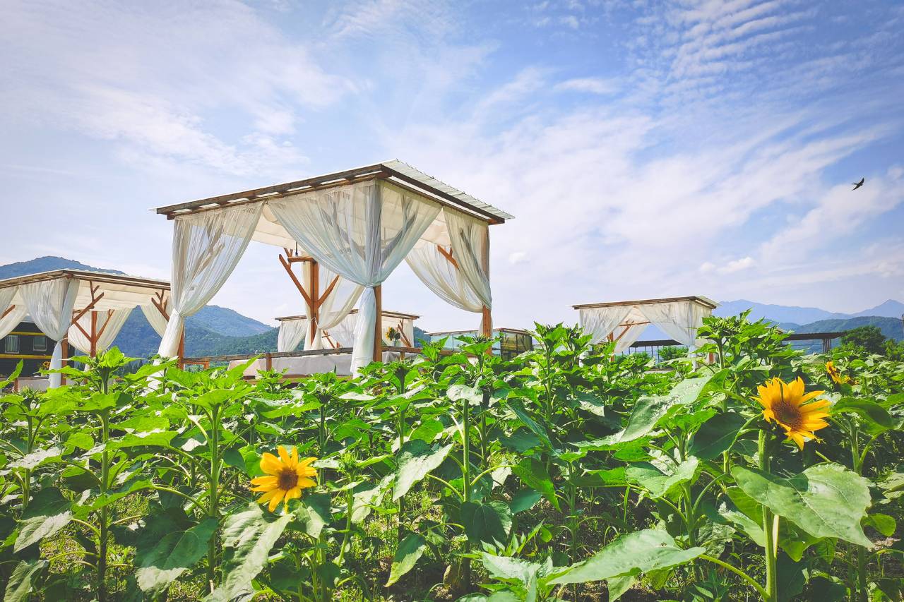 黄梅袁夫稻田villa|设计师HarvestCoffee民宿图片