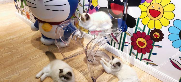 温泉里の猫酒店图片