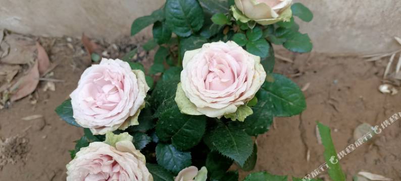 溪岸留苑民宿(开封清明上河园店)图片