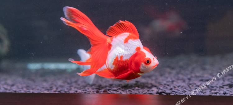 那霸新都心酒店(Naha Shintoshin Hotel)图片