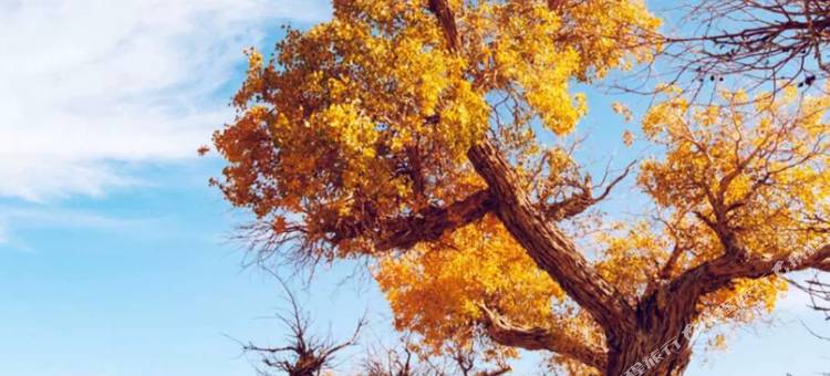 伊吾徽商大酒店图片