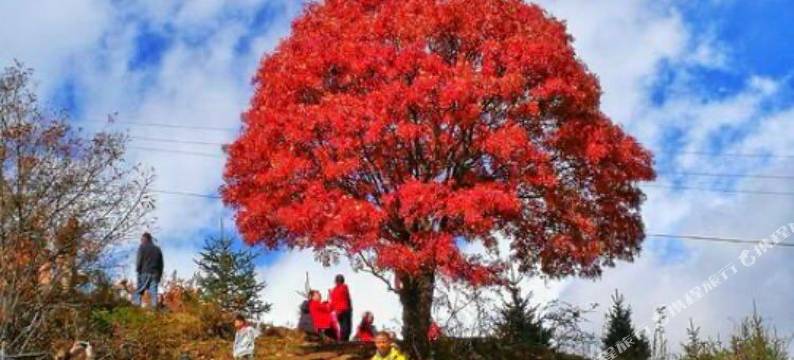 黑水藏香客栈图片