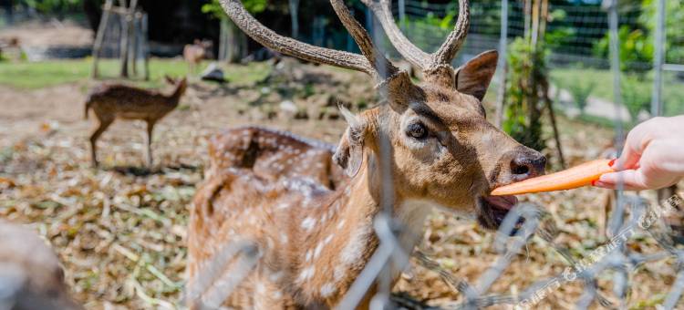 卡提利亚公园别墅(Katiliya Park Villa)图片
