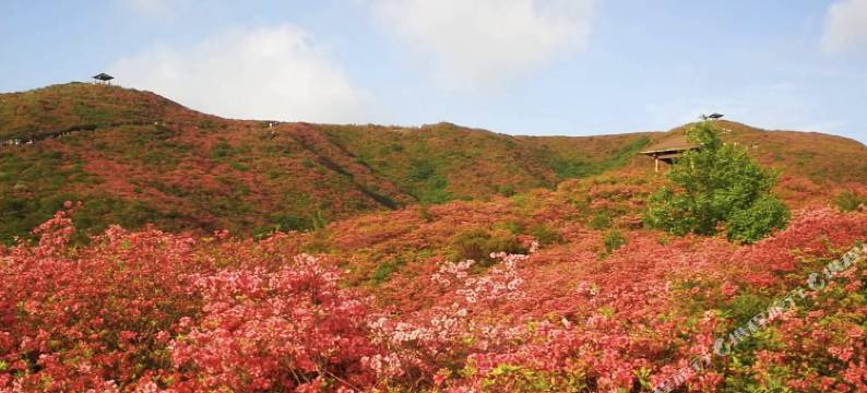 浏阳杜鹃山庄(大围山景区店)图片