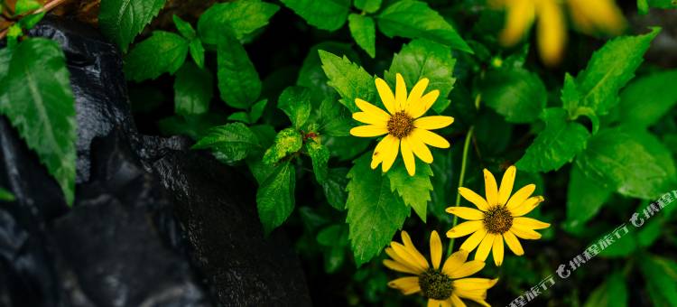 花筑·陌野溪山居民宿(宜兴竹海景区店)图片