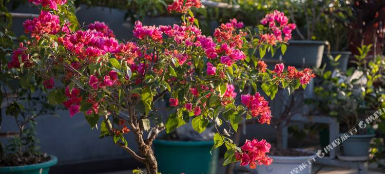 武夷山鑫星酒店(武夷山印象大红袍店)图片