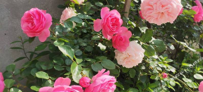 井冈山小井农家乐图片