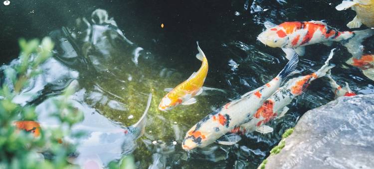 和美再美石动柏屋(Wabisabi Isurugi Kashiwaya)图片