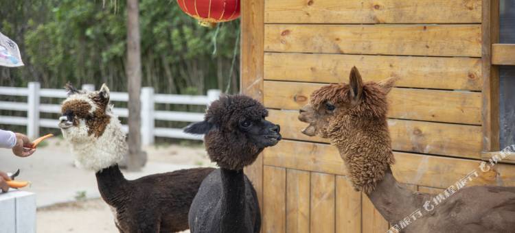 盐城丹顶鹤芳草地度假酒店图片