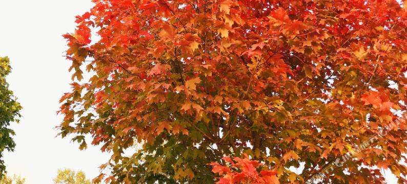郁园乡野度假村图片