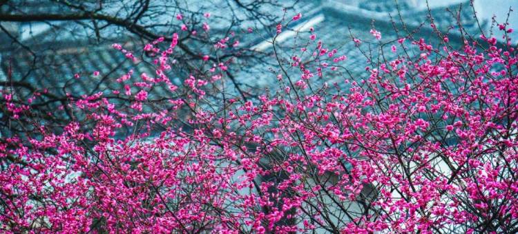 双溪揽月精品民宿(篁岭风景区店)图片