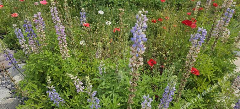 尼勒克微澜间民宿图片