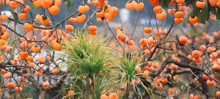 恭城金柿园民宿图片