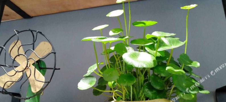 威海时光里民宿(高铁站韩乐坊店)图片