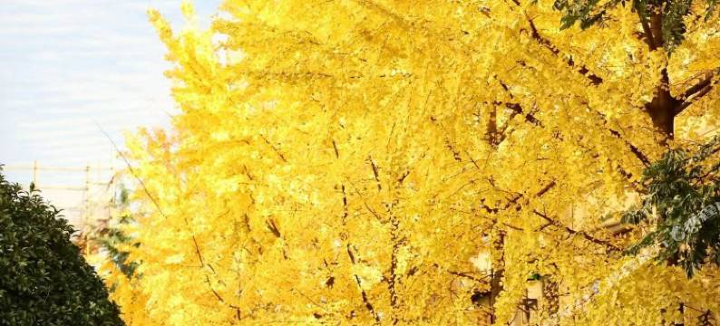 上海汾阳花园酒店图片