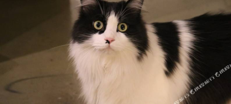 居易·喵居｜There’s a Cat·新中式喵喵美宿(西安城墙钟鼓楼店)图片
