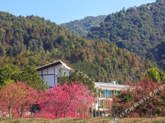 新丰森涞大丰茶园民宿