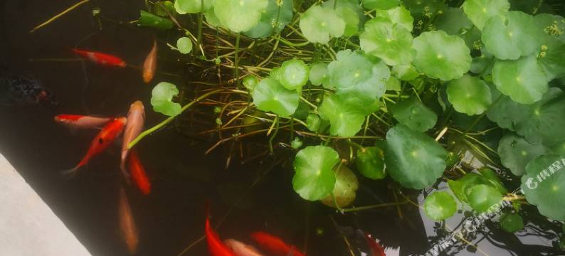 宣恩天成居民宿图片