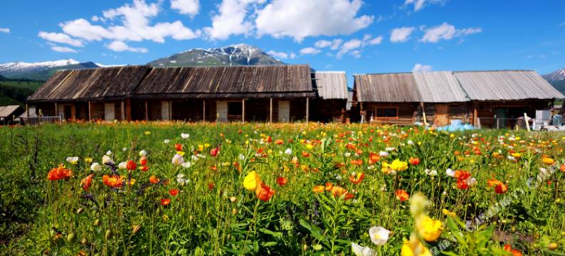 禾木花田山庄图片