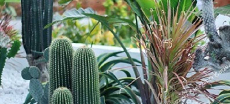 湄洲岛黄家小筑民宿(魟鼻尾沙滩店)图片