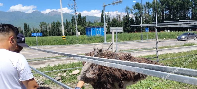 聆风民宿(那拉提景区游客中心店)图片