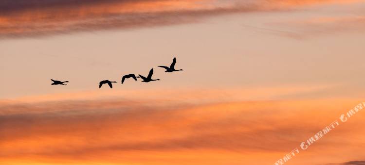 影鹅居民宿图片