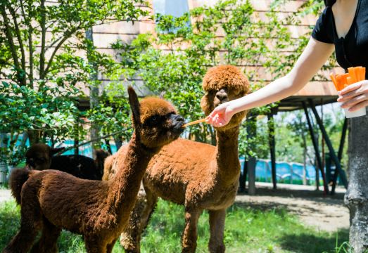 Nantong Sendi Tribe Treehouse Hotel Overview