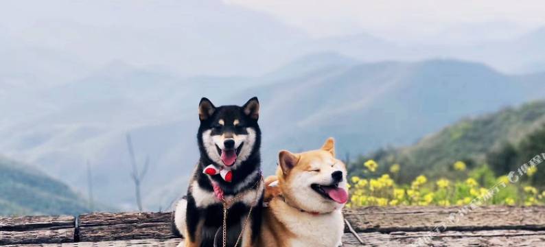 柴屿家CVIVI ' 莫干山萌宠庭院亲子度假美宿丨无敌可爱的胖胖柴犬图片